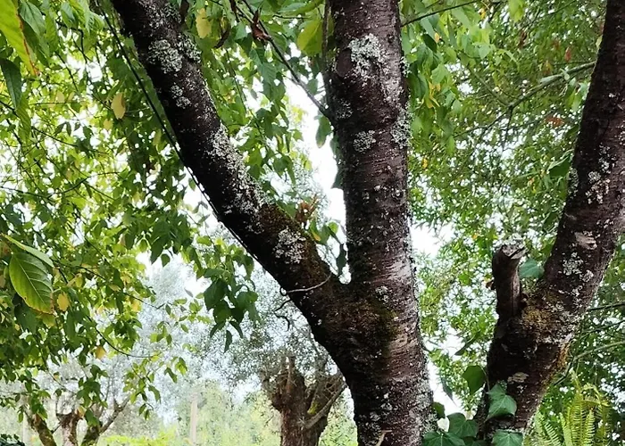 Casa Da Nogueira * Alvorninha